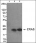 ERAB Antibody